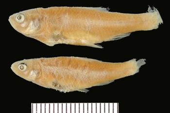 Media type: image; Ichthyology 1694